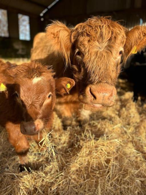 Highland Rural Farm Retreat,Loch Ness, Nc500, Beauly Villa Inverness Luaran gambar